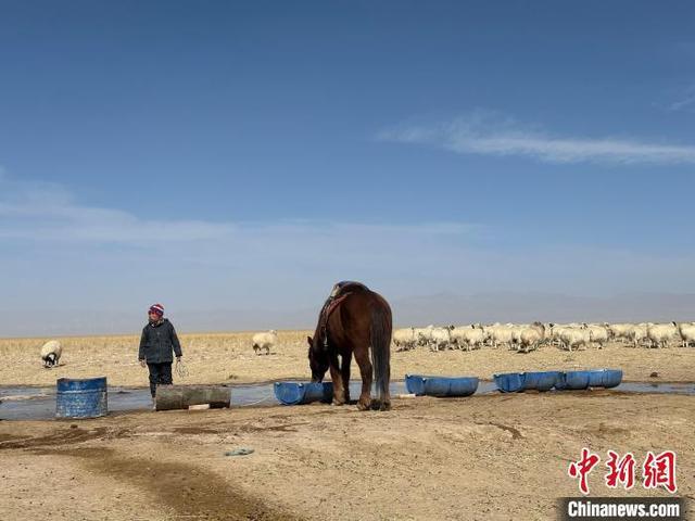 接羔记”：春天里“最忙碌的一家人”K8凯发天生赢家甘肃阿克塞牧区“