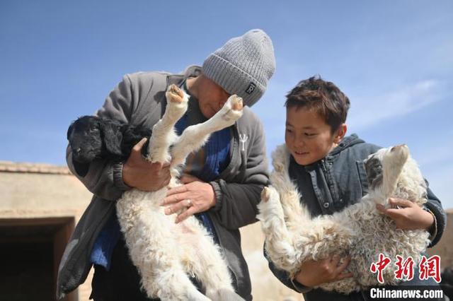 接羔记”：春天里“最忙碌的一家人”K8凯发天生赢家甘肃阿克塞牧区“(图3)